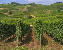 Man is spraying grapes in Elzas